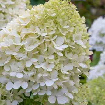 Choisir un Hydrangea paniculata