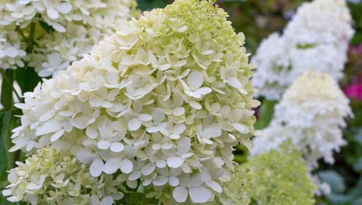 Choisir un Hydrangea paniculata