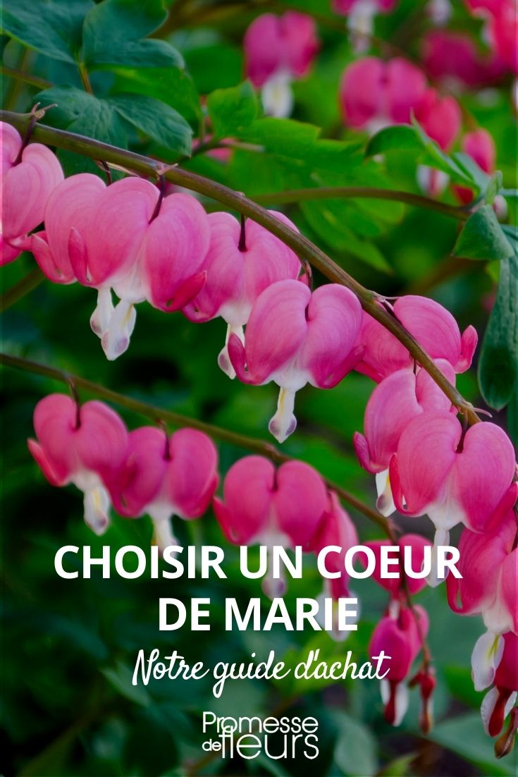 choisir un coeur de marie ou dicentra