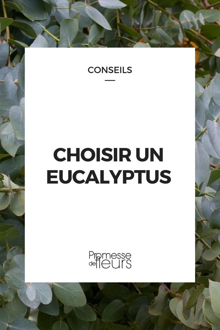 choisir un eucalyptus