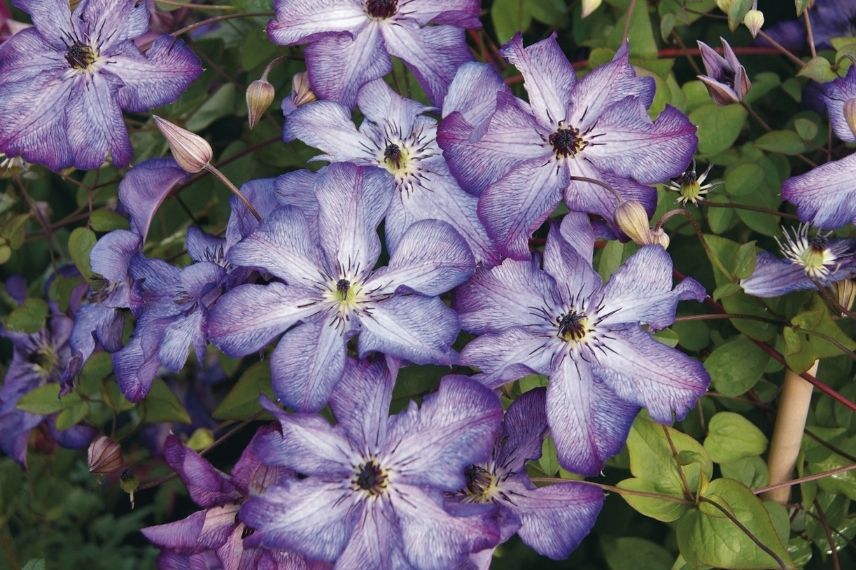 La Clématite viticella ‘Super Nova’ au bleu violet pâle, marquée d’une ligne plus claire au centre