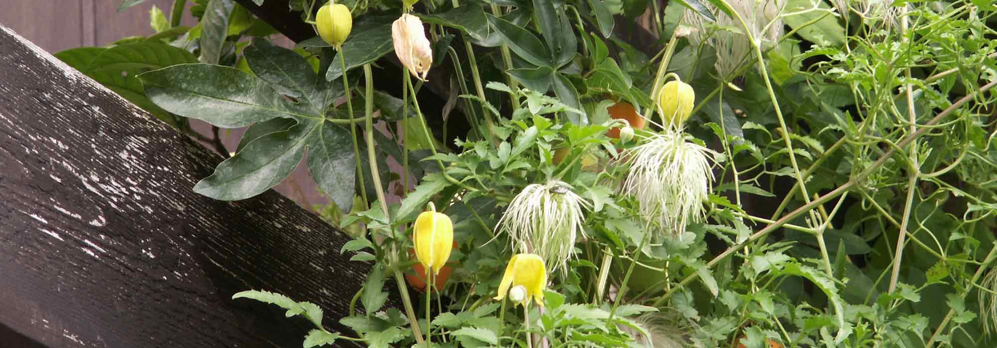 Une lanterne japonaise dans le jardin – le charme de l'Extrême-Orient chez  vous