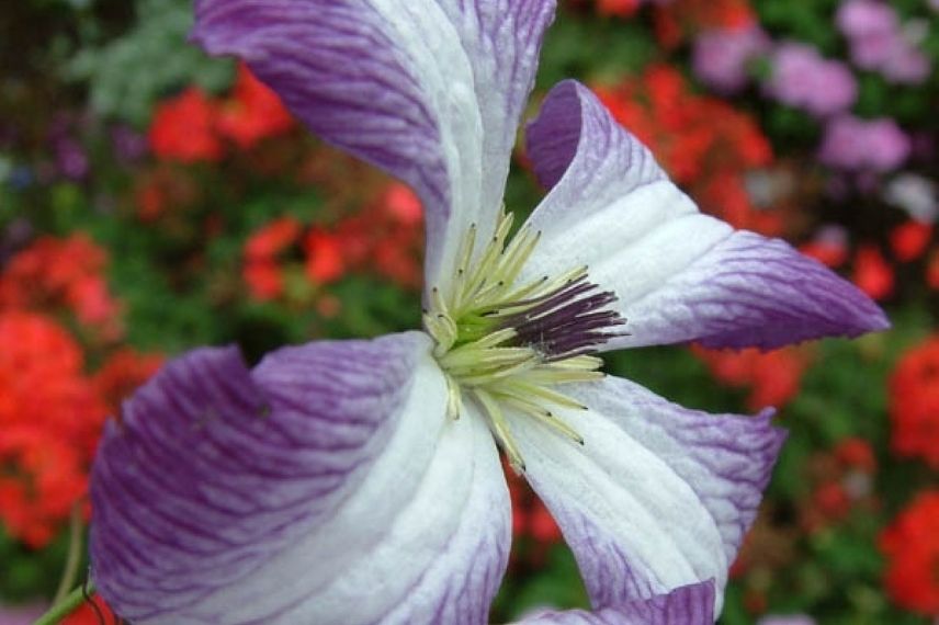 La Clématite viticella ‘I am Lady J’ et ses fleurs en étoiles blanches bordées de violet