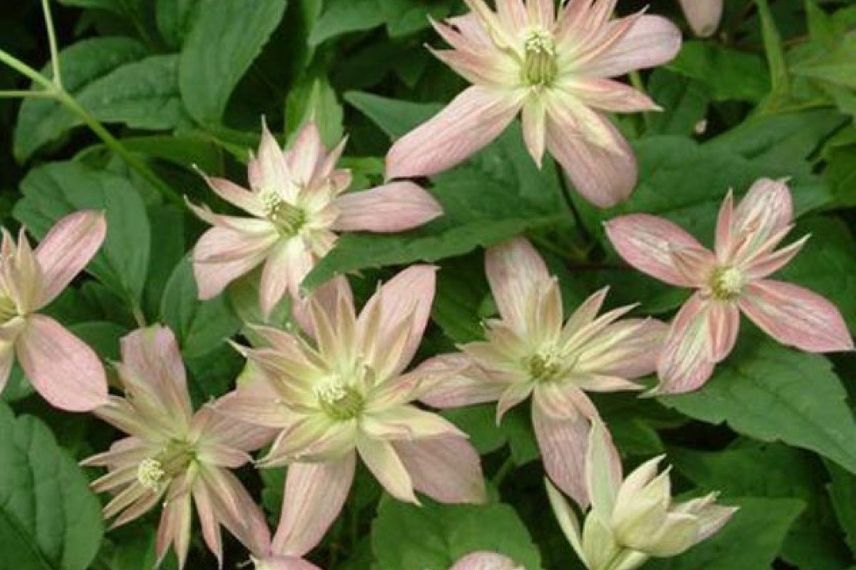 Les petites, mais très nombreuses fleurs de la Clematis montana ‘Marjorie’