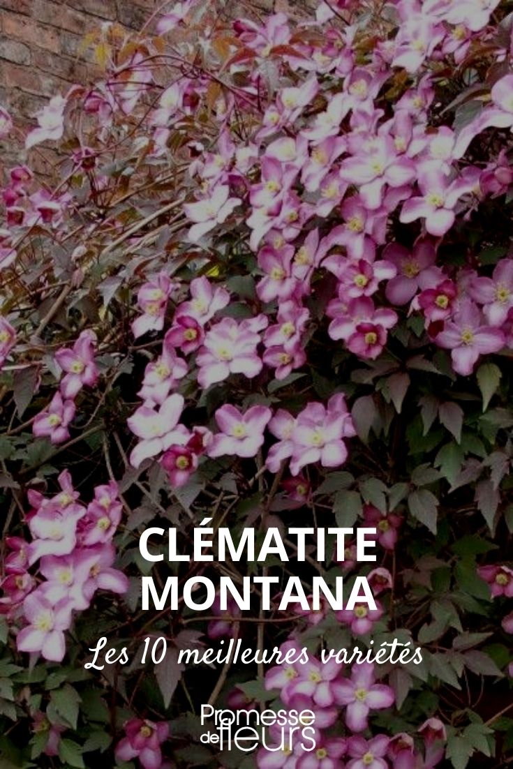 sélection de 10 clematis montana