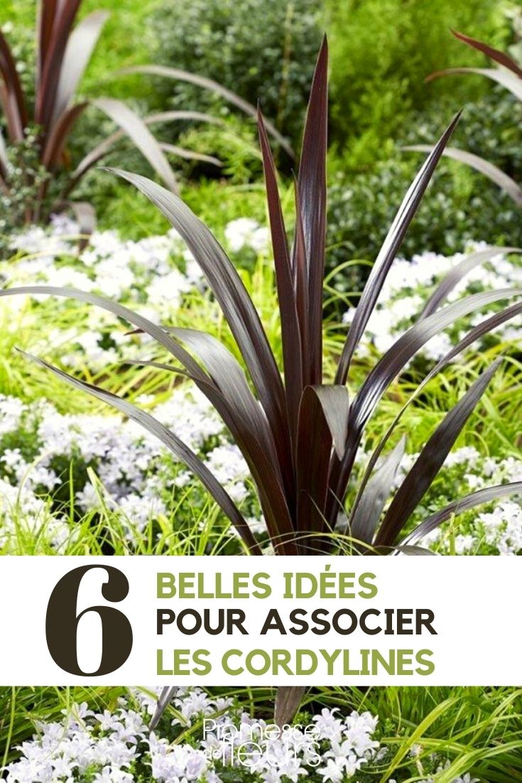 cordyline : nos idées d'association