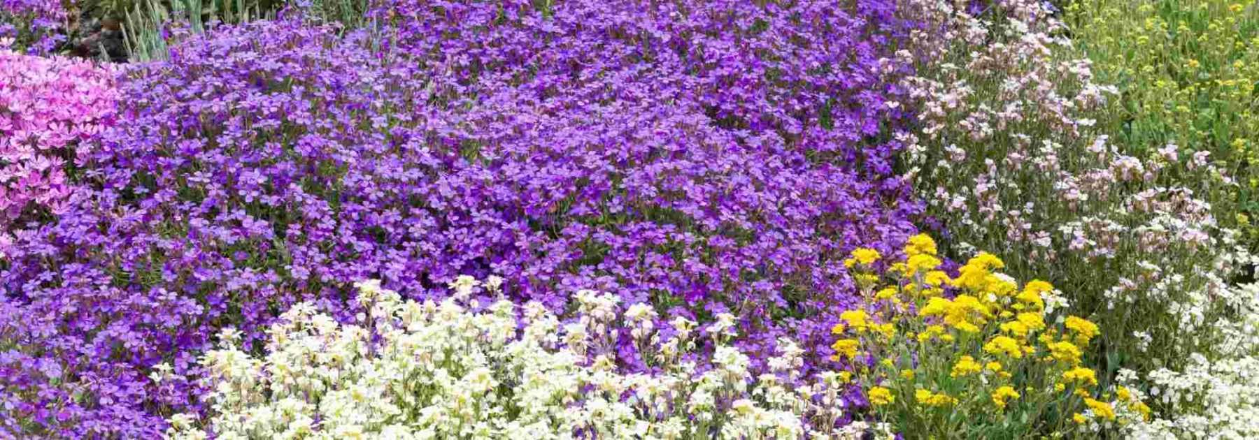 Un parterre de fleurs sans entretien en 5 conseils !