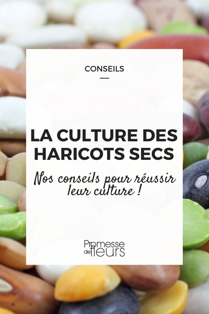 culture des haricots secs