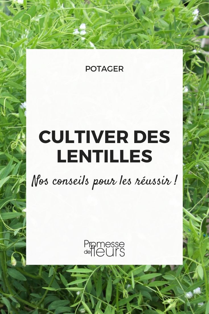 Cultiver des lentilles au potager - Promesse de Fleurs