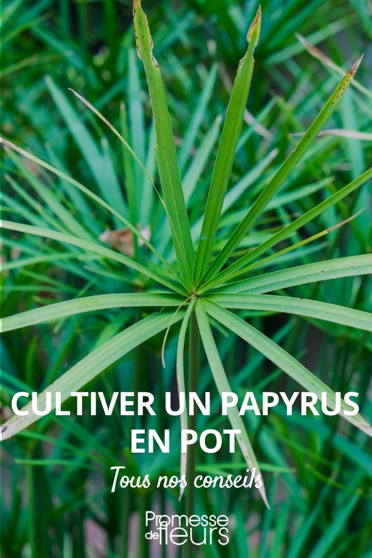 papyrus en pot