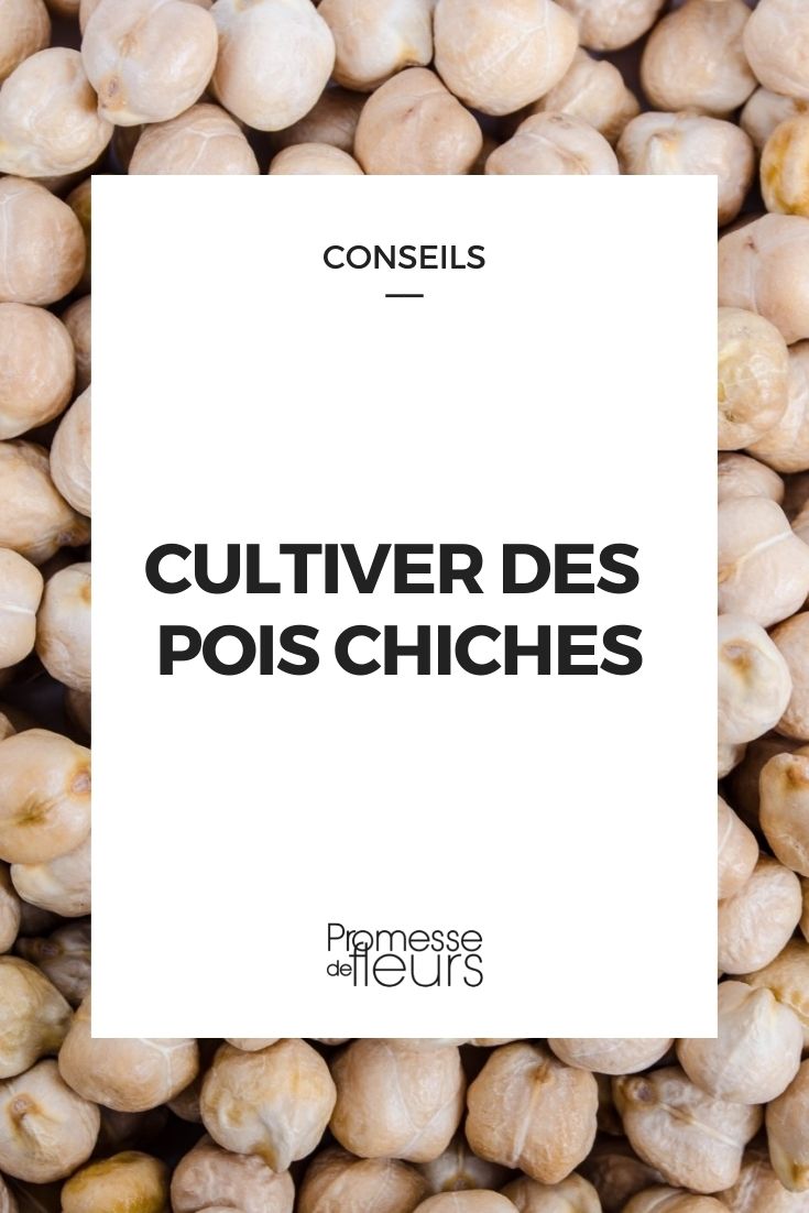 Semer et cultiver des pois chiches - Promesse de Fleurs