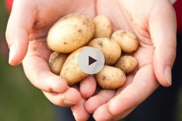 La culture de pommes de terre sous mulch