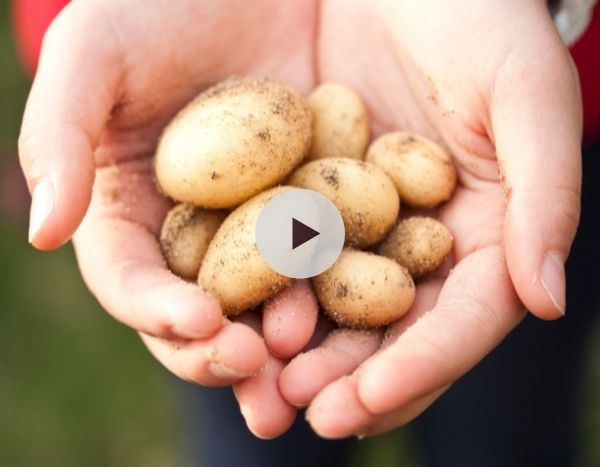 La culture de pommes de terre sous mulch