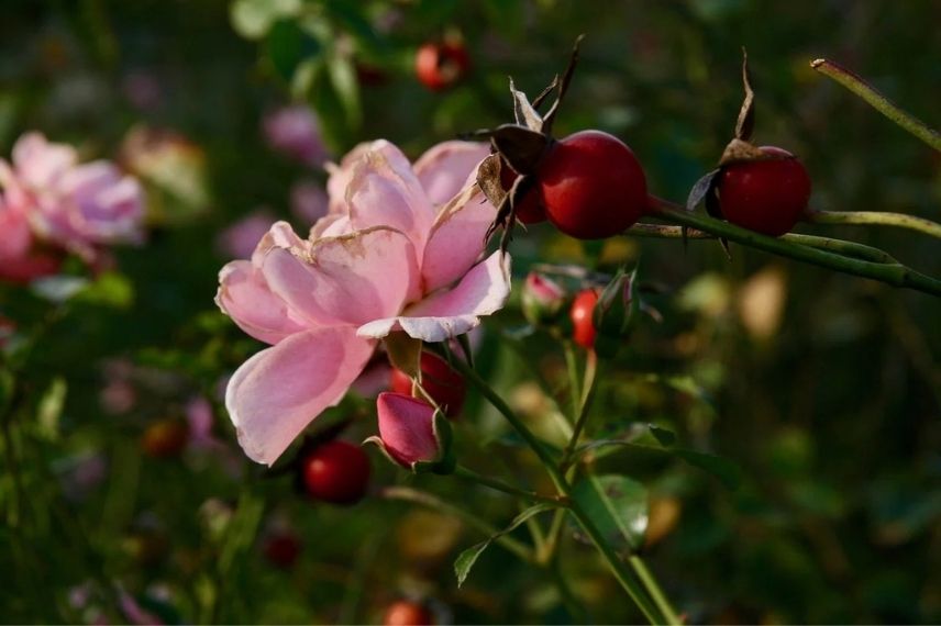 De la fleur d’églantier au fruit cynorrhodon, de la cueillette à la confiture