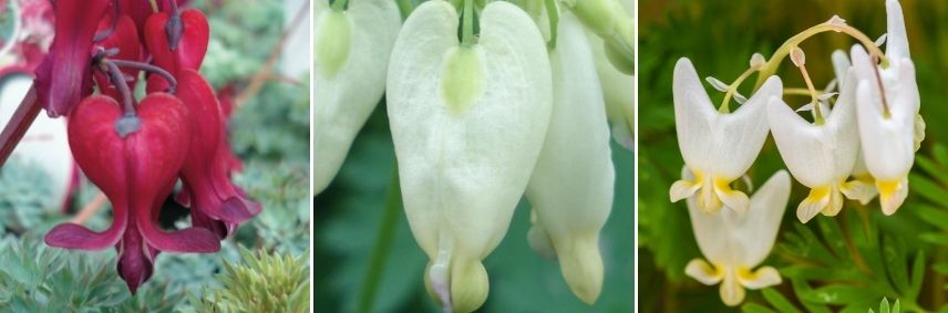 coeur de marie fleur en forme de coeur