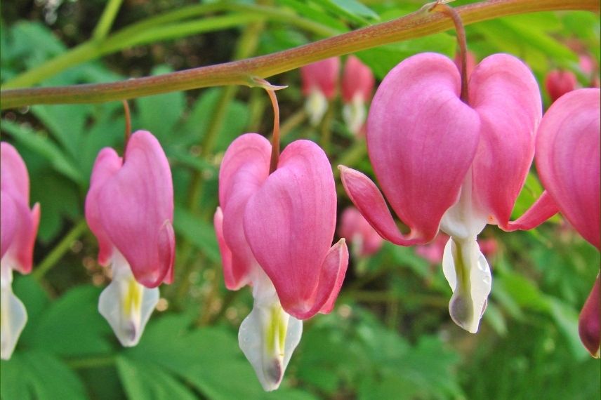 coeur de marie rose, fleur cordiforme rose