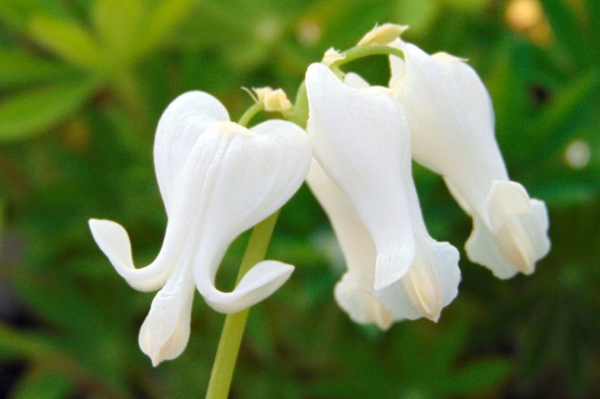 coeur de marie blanc, fleur cordiforme blanche