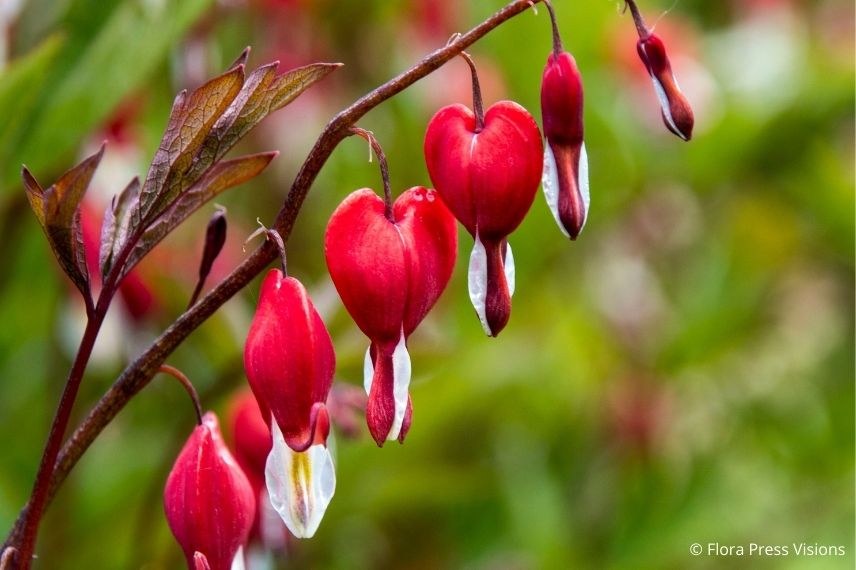 coeur de marie rouge, fleur cordiforme rouge