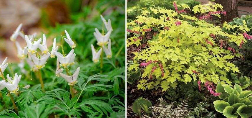 coeur de marie dimension, dicentra couvre-sol