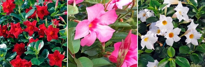 dipladénia en pot balcon ouest, mandevilla en pot, jasmin du brésil