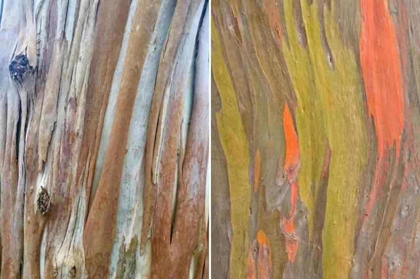 Eucalyptus lequel choisir, Eucalyptus selection