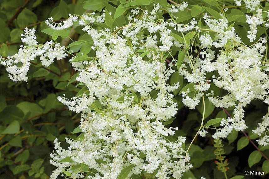 renouée grimpante en pot balcon à l'est, renouée d'aubert 