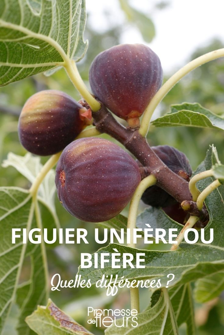 figuier bifère et unifère