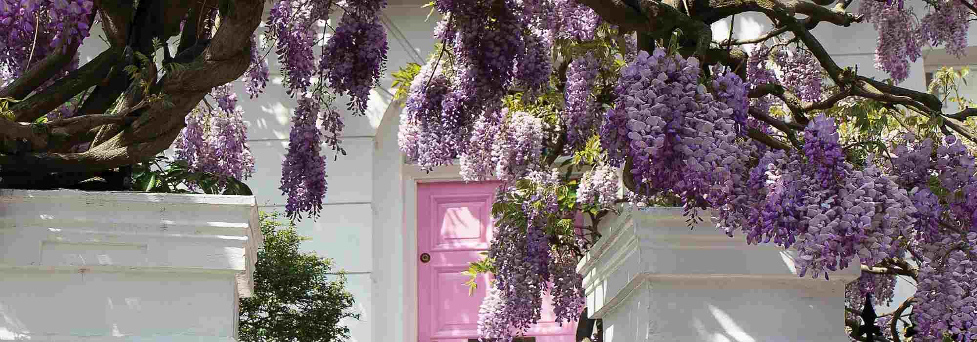 Fleurir une entrée avec des plantes grimpantes