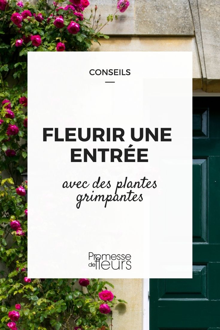 5 plantes d'intérieur grimpantes pour végétaliser sa maison