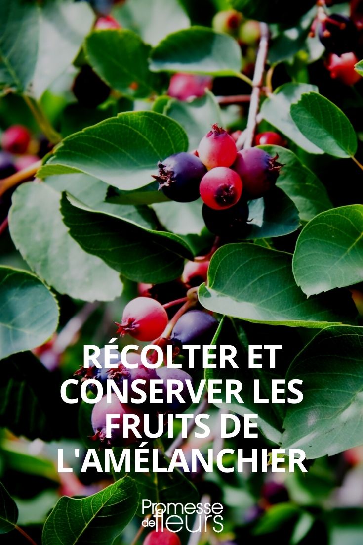 réecolter et conserver les fruits amelanchier