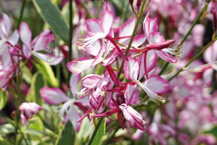 Gaura en pot pour balcon à l'ouest