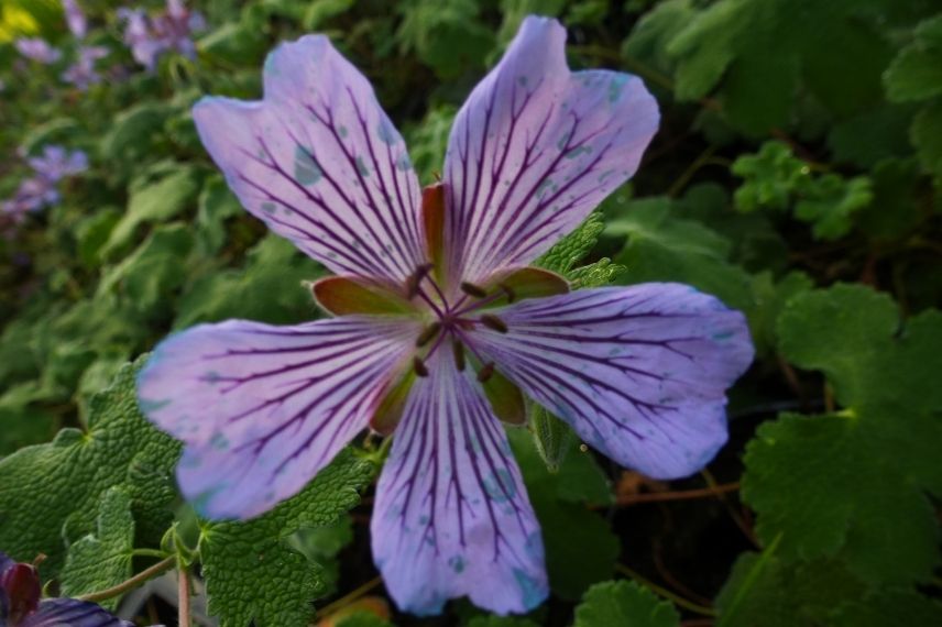 géranium vivace en pot balcon au nord