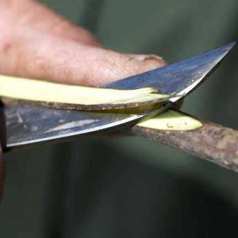 A quoi sert un greffoir ou couteau à greffer ?