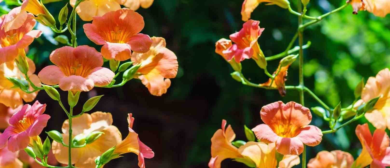 5 grimpantes à cultiver en pot sur un balcon plein Sud