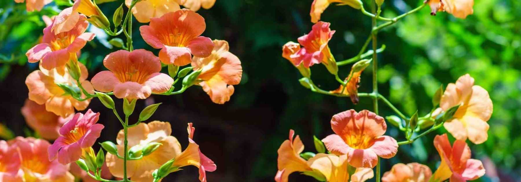 5 grimpantes à cultiver en pot sur un balcon plein Sud