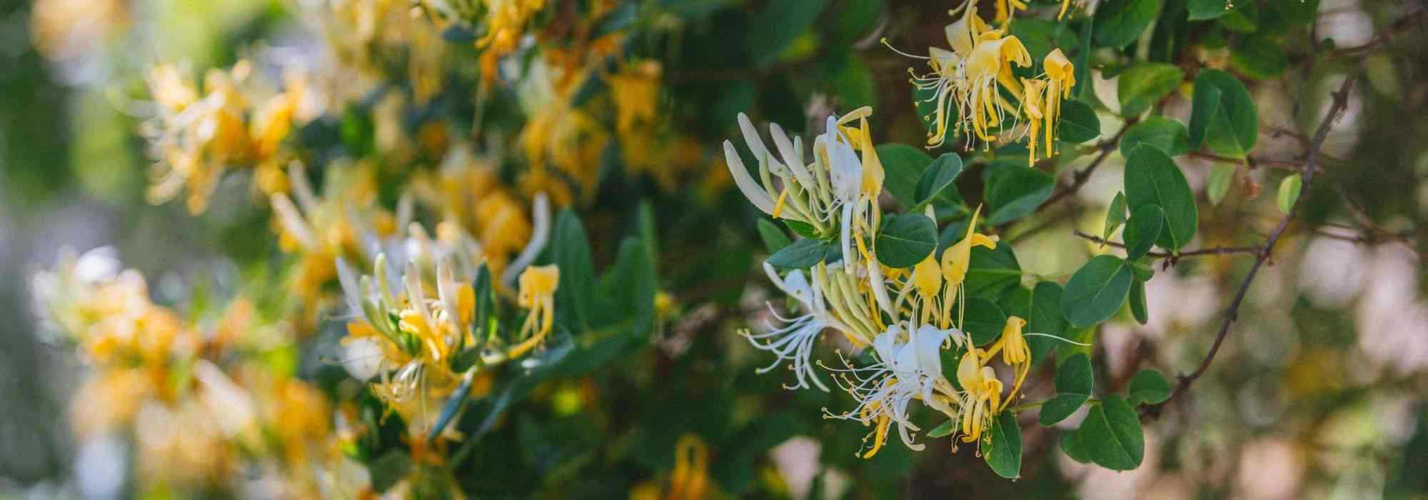 5 grimpantes à cultiver en pot sur un balcon à l’Est