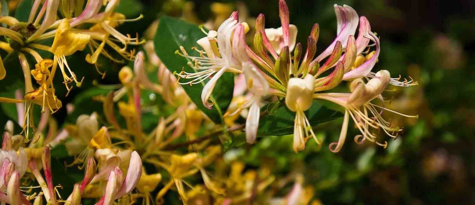 5 grimpantes à cultiver en pot sur un balcon au nord