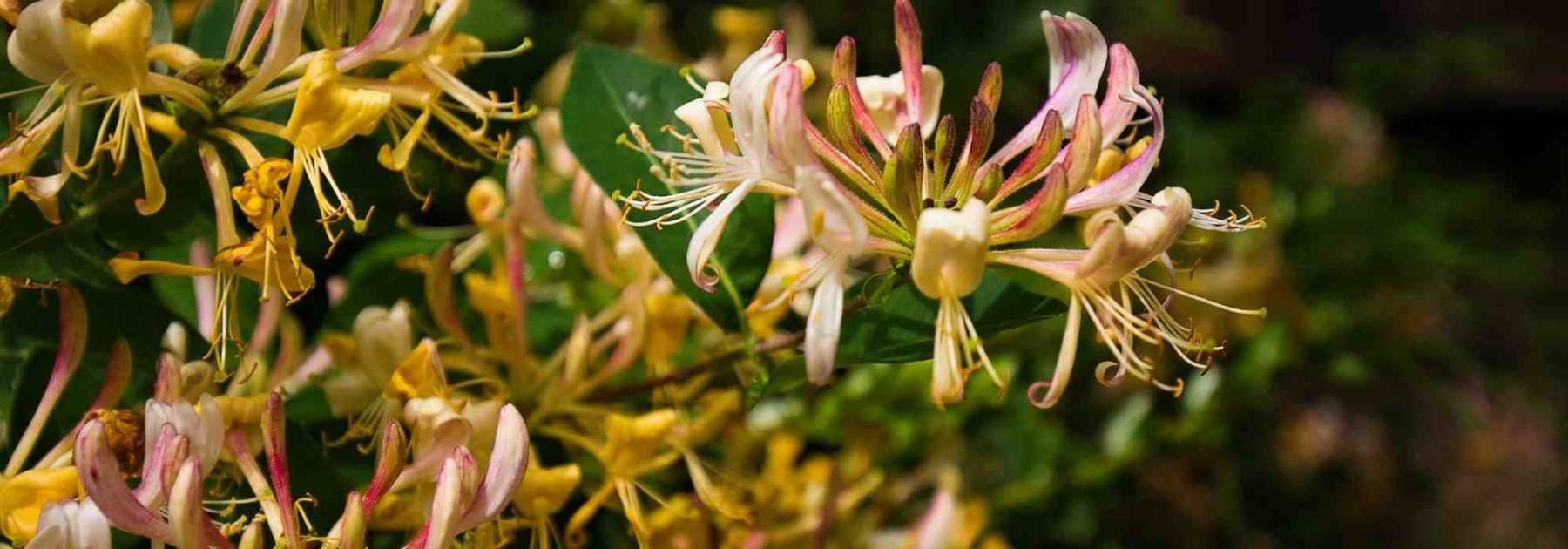 5 grimpantes à cultiver en pot sur un balcon au nord