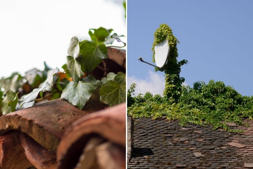 comment planter au pied d'un mur