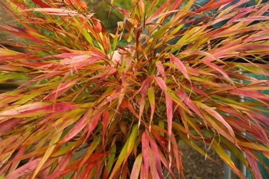 herbe du japon en bac sur balcon à l'Est