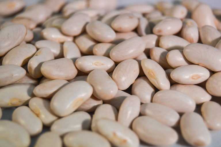 Cultiver des haricots secs à écosser Promesse de Fleurs