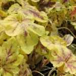 Comment choisir une Tiarella ou une Heucherella ?