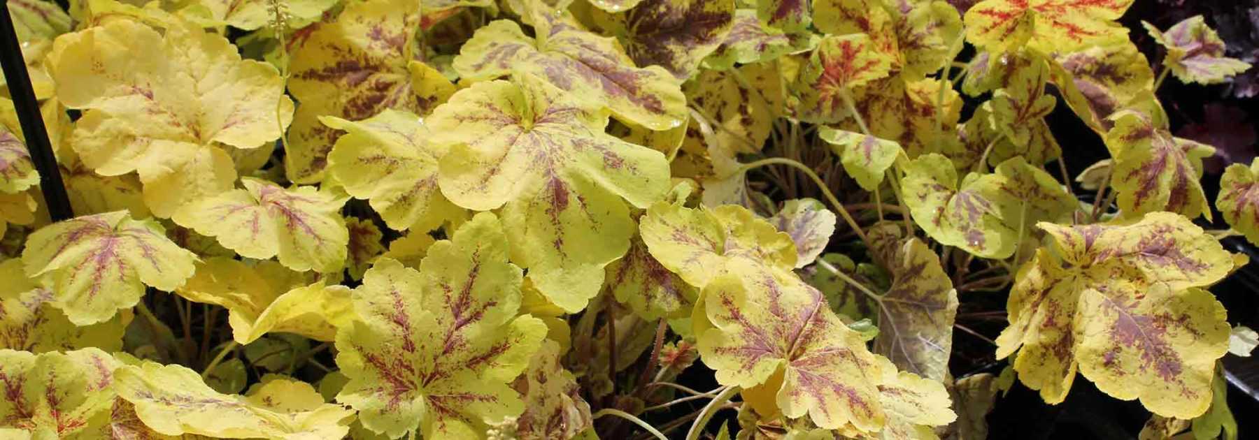 Comment choisir une Tiarella ou une Heucherella ?