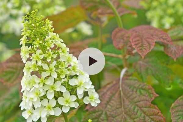 Des Hortensias résistants à la sécheresse