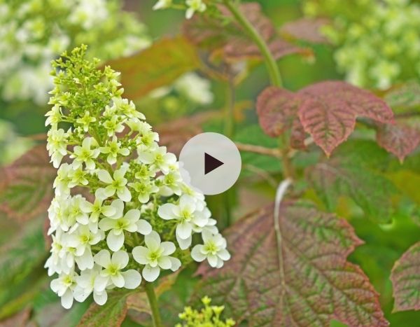 Des Hortensias résistants à la sécheresse