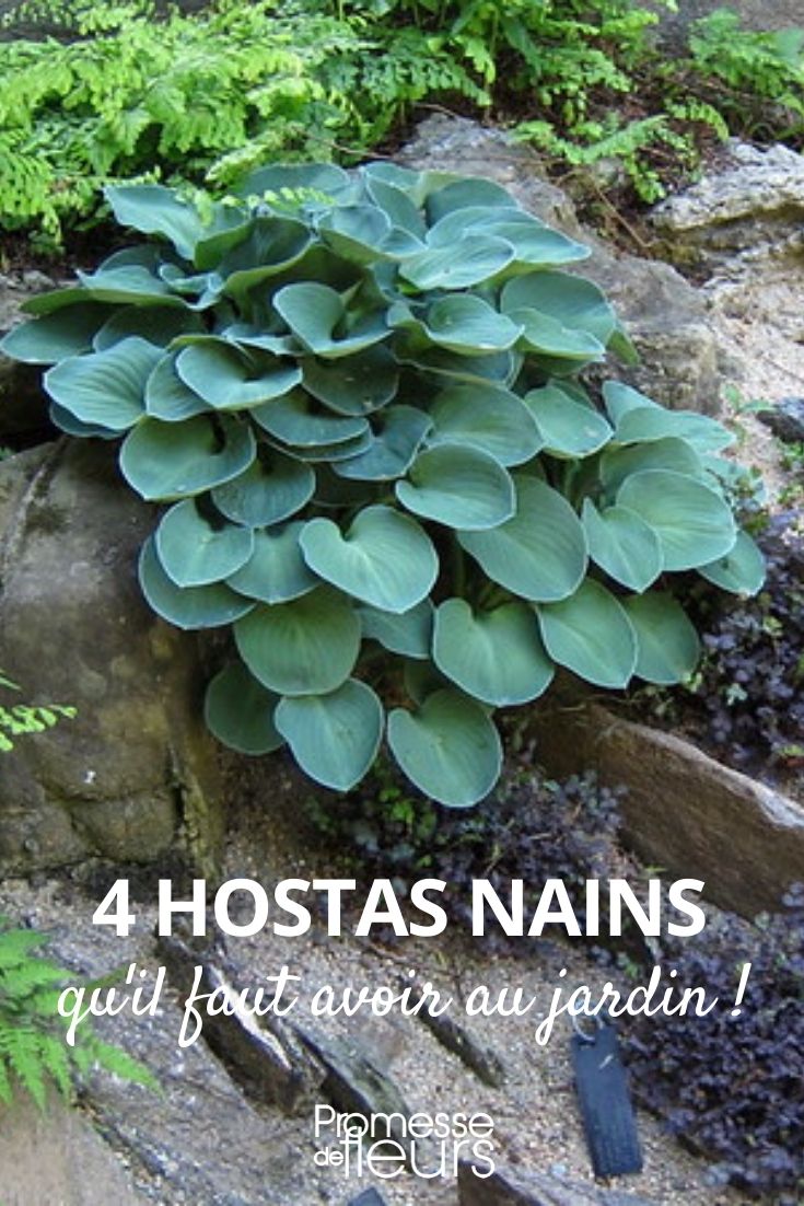 hosta nain