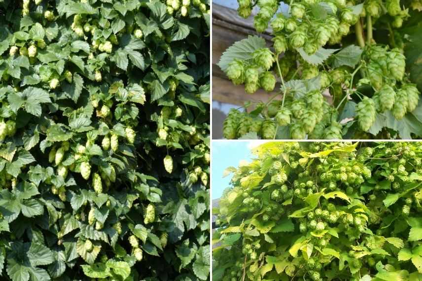 houblon en pot balcon à l'est