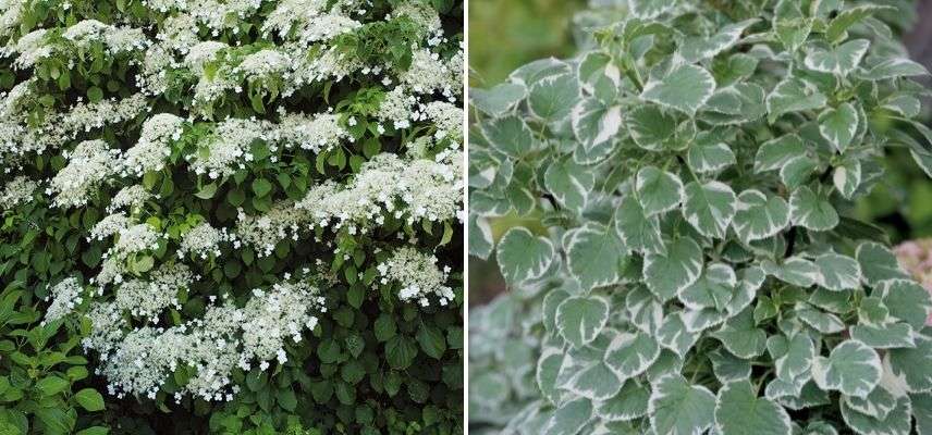 hortensia grimpant en pot balcon au nord