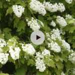 L'Hydrangea quercifolia : un hortensia hors du commun