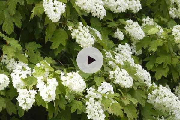 L'Hydrangea quercifolia : un hortensia hors du commun